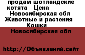 продам шотландские котята › Цена ­ 300-600 - Новосибирская обл. Животные и растения » Кошки   . Новосибирская обл.